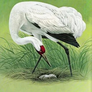 Thunderbird crane 7