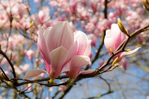 Magnolia