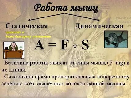 Динамическая сила
