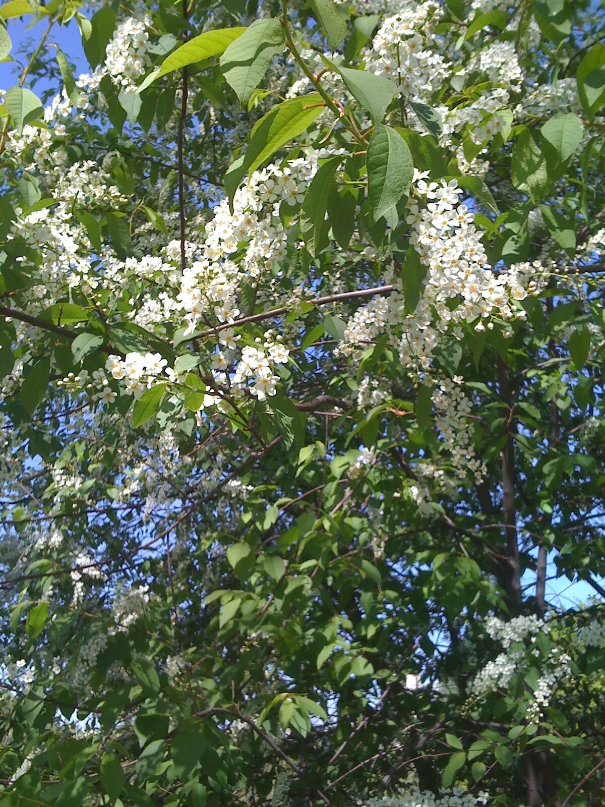 Белая черемуха дерево. Цветущая черемуха дерево. Цветение черёмухи. Крымская черемуха. В каком месяце черемуха