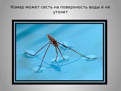 Водомерки в бассейне