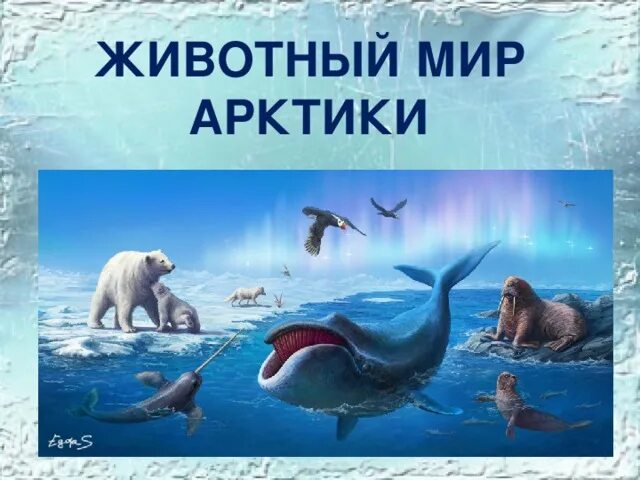 Животные арктики для 4 класса окружающий мир. Животные арктики для 4 класса. животный мир арктики 4 класс. окружающий мир животные арктики. животный мир арктики презентация.