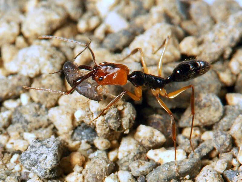 Muravi. Odontomachus Mormo. Odontomachus monticola. Odontomachus floresensis. Марабунта муравьи.