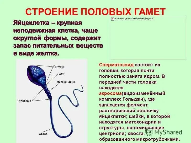 Признаки мужской гаметы