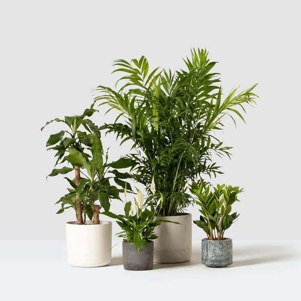 Plants. Растения концентраторы. Large Indoor Plant delivery. Where to buy Indoor Plants. Plants pack