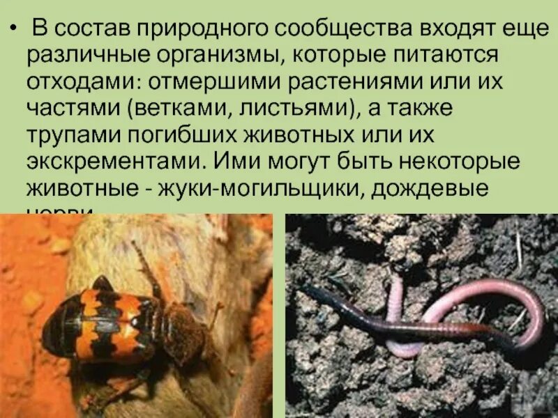 Сообщение о сообществе. Природные сообщества. доклад о природном сообществе. природные сообщества презентация. доклад по биологии природные сообщества.