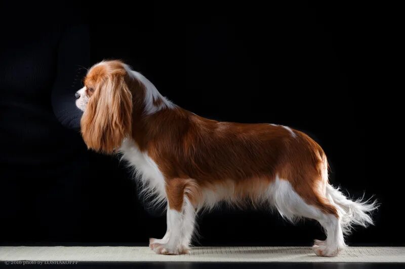 груминг кинг чарльз спаниеля. грумминг кавалер кинг чарльз спаниеля. стрижка кинг чарльз спаниель. кавалер кинг чарльз спаниель. кавалер кинг чарльз спаниель стрижка.