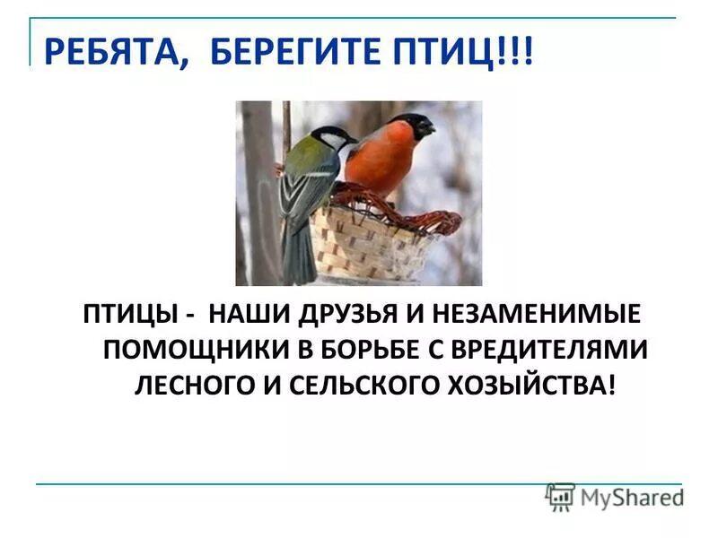 Берегите птиц картинки