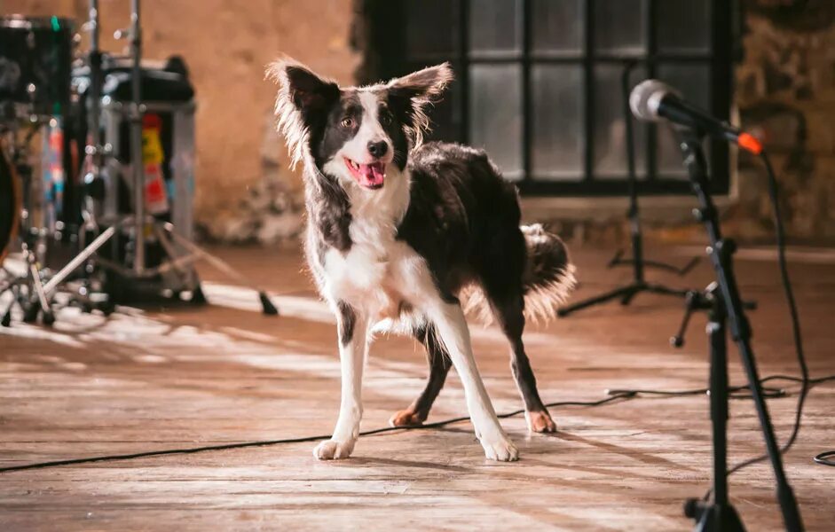 собака с фильма елки 3. ёлки лохматые фильм 2015. ёлки лохматые йоко. пират собака елки порода. ёлки лохматые йоко.