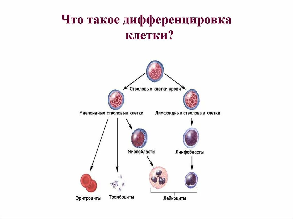 Дифференцировка стволовых клеток. Схема клеточной дифференцировки. Этапы дифференциации клеток. Дифференцировка клеток и образование тканей.