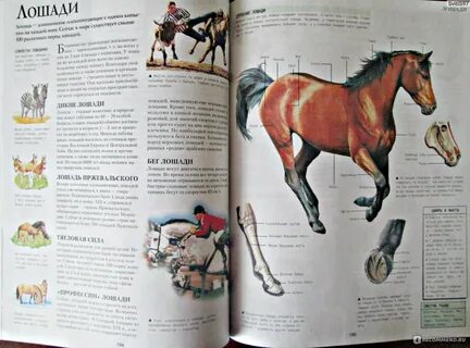 Иллюстрированные книги pdf