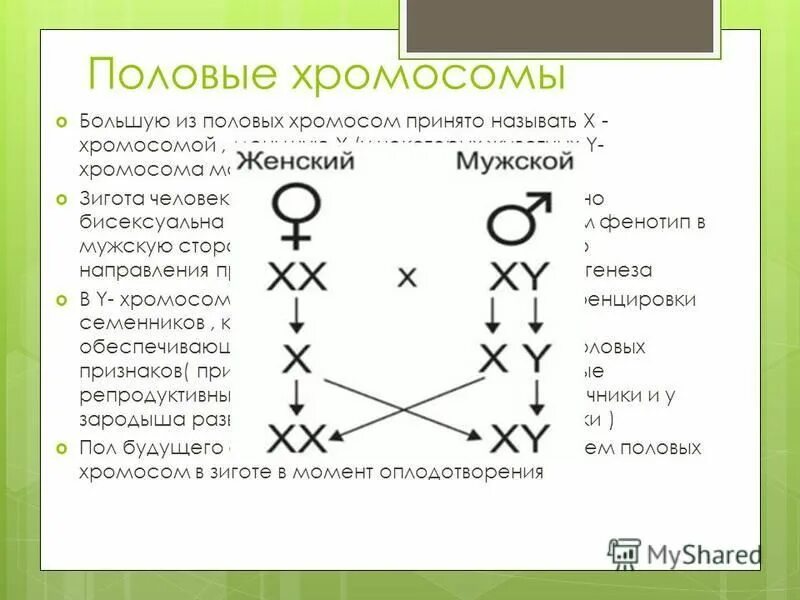 Половые хромосомы мужского организма. Половые хромосомы.