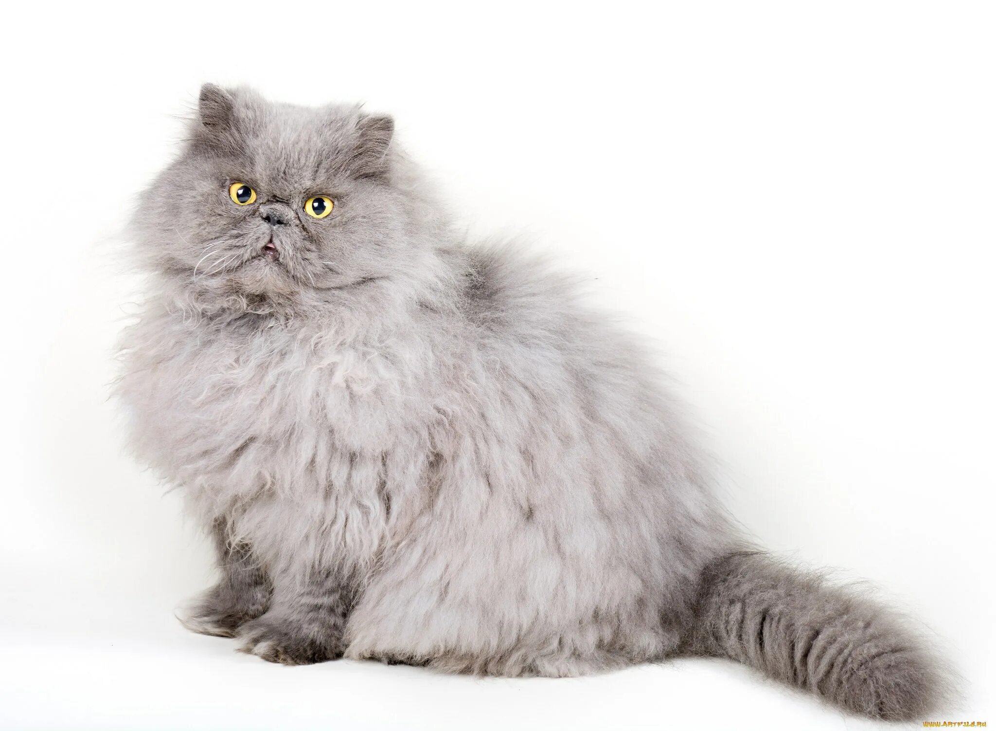 Метовые персы. Персидская кошка. Британская длинношёрстная кошка. Персидско Сибирский кот серый. Шотландская вислоухая кошка серая длинношерстная.