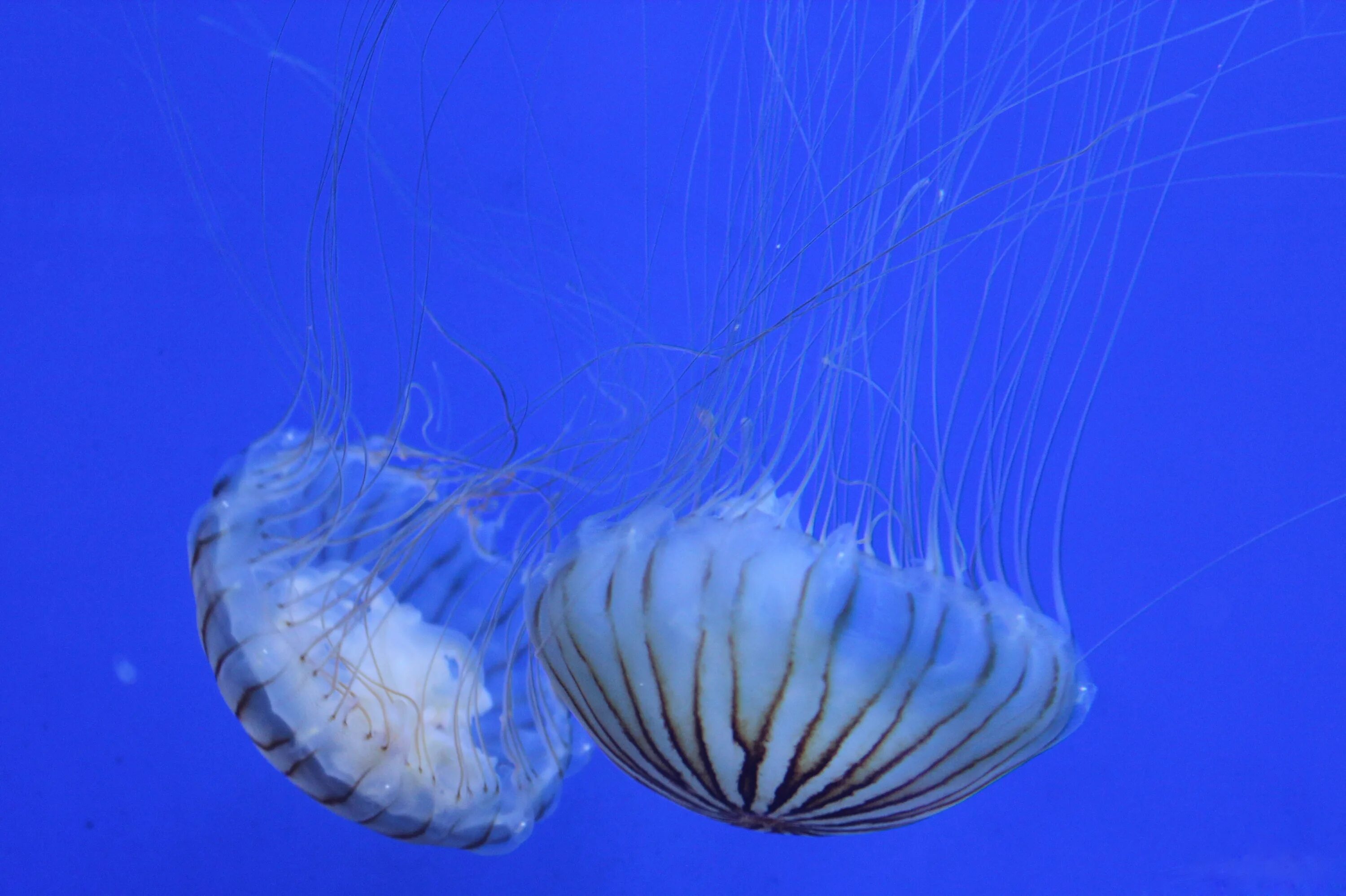 Морские организмы. Морские беспозвоночные. Медузы в океане. Медуза морская.