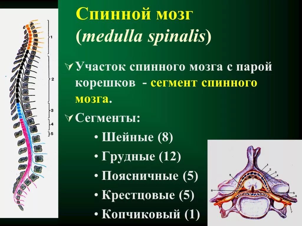Участки спинного мозга. Сегменты корешков спинного мозга. сегменты спинного мозга и спинномозговые нервы. 8 шейных сегментов спинного мозга. корешки спинного мозга крестцовые.