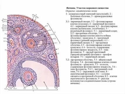 Корковое вещество клетки