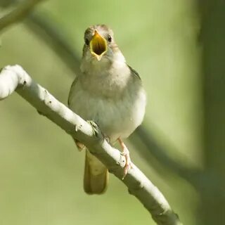 Оловей