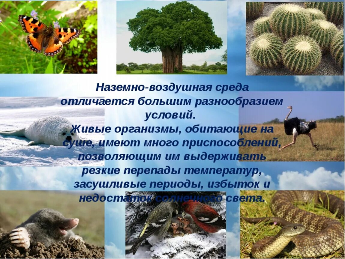 Наземно воздушные живые организмы примеры. Наземно-воздушная среда 5 класс биология. Наземноводзудашная среда обитания. Приспособление растений к наземно-воздушной среде. Организмы наземно-воздушной среды обитания.