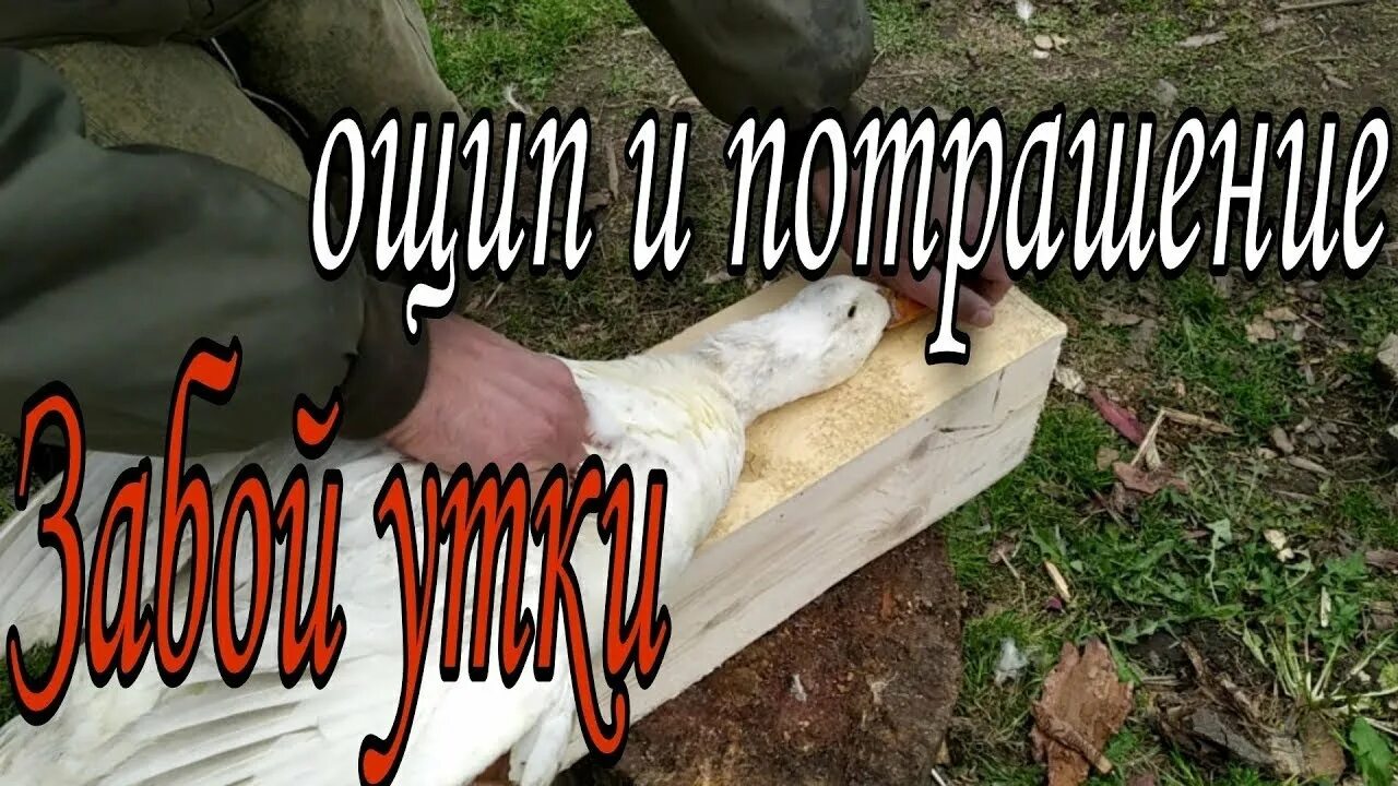 Забой домашней утки. Забой домашней утки