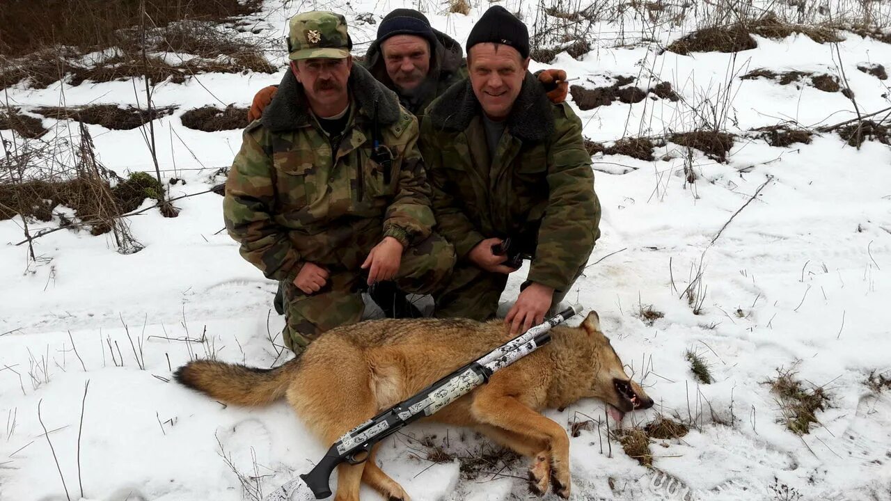 Брянский охотничий. Брянский охотничий