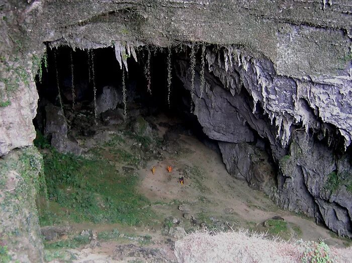 европейский пещерный лев. король лев саблезубый лев. пещеры морского льва. лев в пещере. красивая пещера львов.