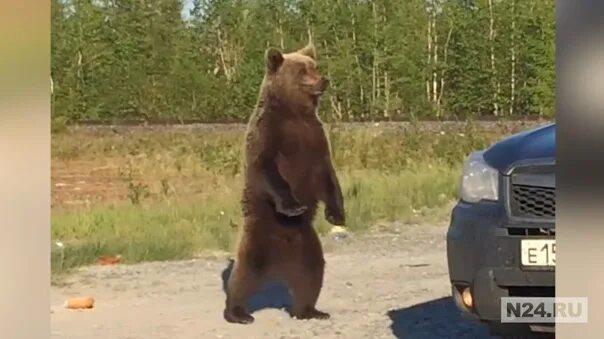 Медведь в новом городе. Новый уренгой медведи. новый уренгой белые медведи. медведи в новом уренгое.