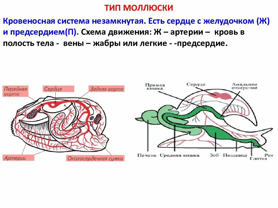 Кровеносная система замкнутого типа у червей. Кровеносная система замкнутого типа у червей