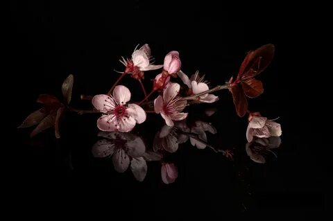 Black sakura