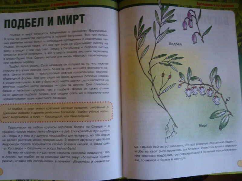 Книга о культурных растениях читать. Книги о культурных растениях. Книга растения леса. Растения полей и лесов книга.