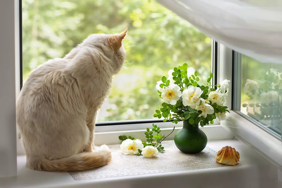 Кот открывает окно. Котик на подоконнике. Кот на окне. Кошки на окошке. Котик у окна.