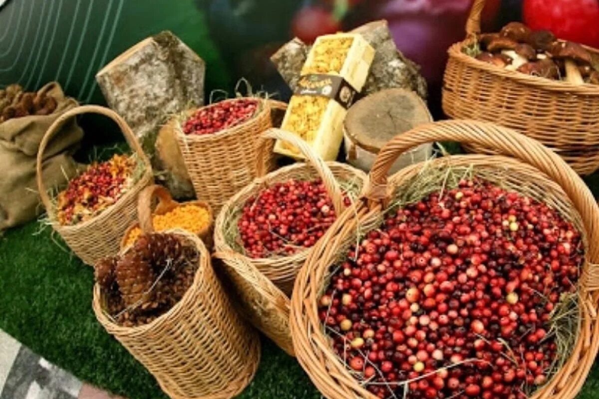 Сочетание сельскохозяйственной продукции и дикоросов. Дикоросы в лесу. Заготовка дикоросов. Сбор дикорастущих ягод. Черника брусника клюква.