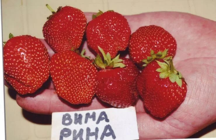 Саженцы ремонтантной клубники вима рина купить в Москве по цене от 149 рублей