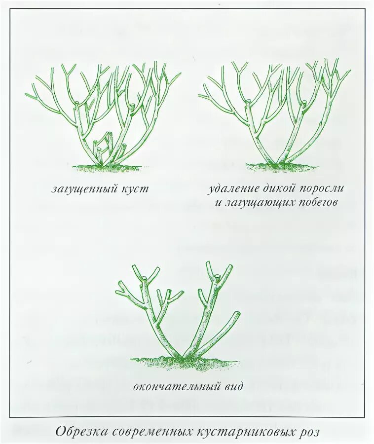 Как отличить куст. Схема обрезки чайно-гибридных роз. Обрезка роз флорибунда. Обрезка парковых роз. Формируем куст розы флорибунда.