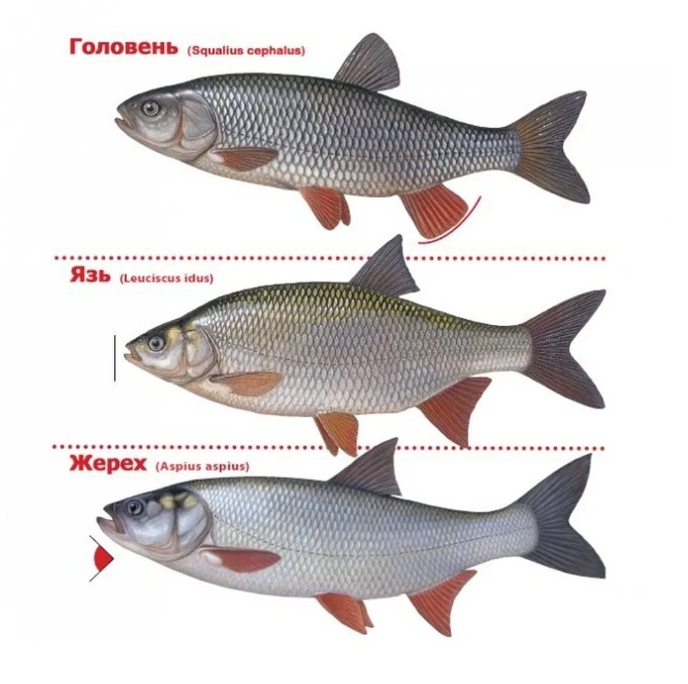 Как отличить рыбу. Плотва красноперка вобла. Плотва тарань краснопёрка. Голавль язь плотва красноперка. Язь голавль жерех отличия.