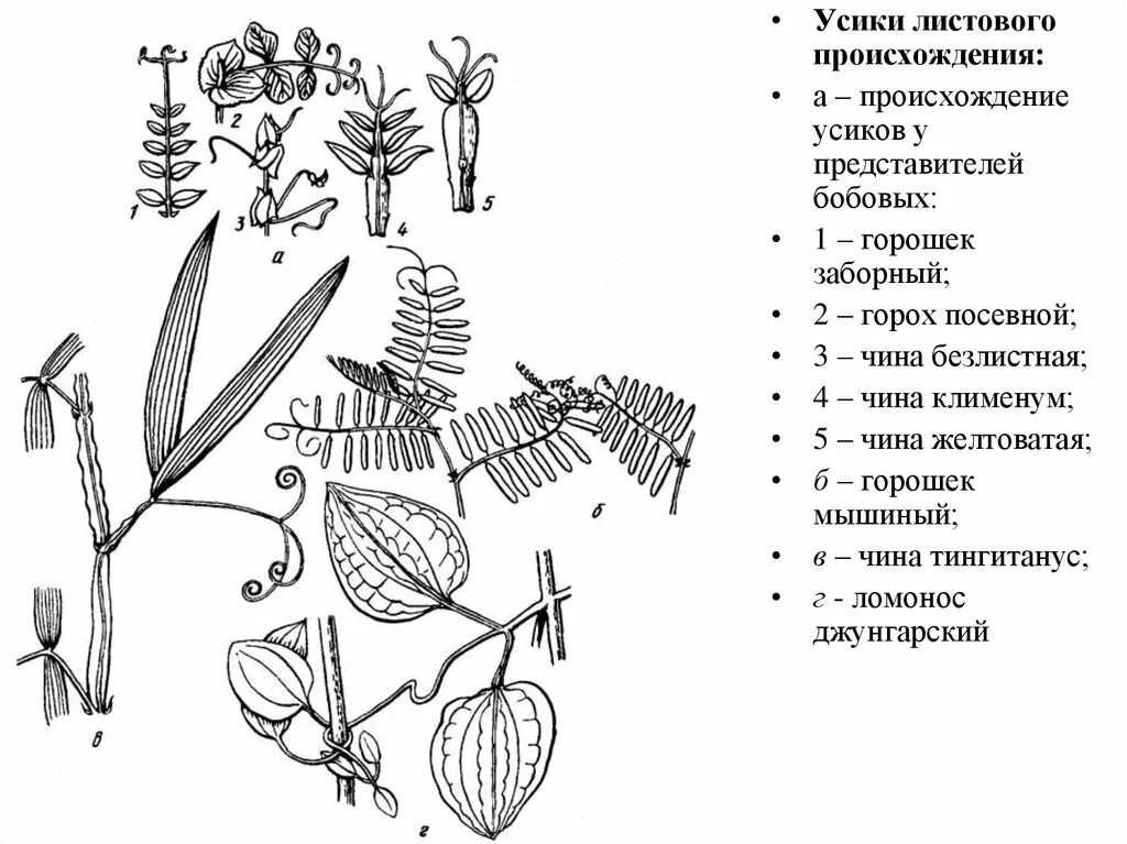 Усики гороха посевного. Строение листьев бобовых. Усики гороха строение. Усики строение растений.