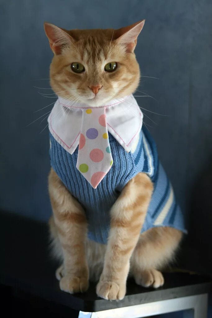 Популярные котики с одеждой. Одежда для кошек. котики в одежде. котики одетые в одежду. котики в костюмах.