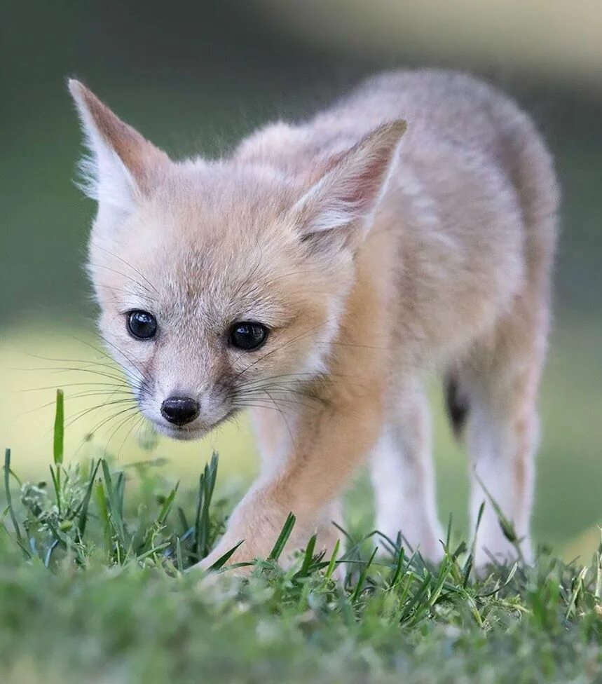 Kit fox. Kit Fox животное. Киты лисицы. Fox Kit cute.