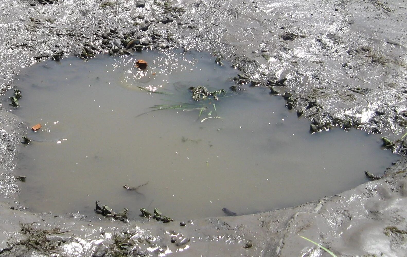 Лужа воды. Чистая лужа воды. Цвет воды из лужи. Донбасс набирают воду в лужах. Везде лужи воды