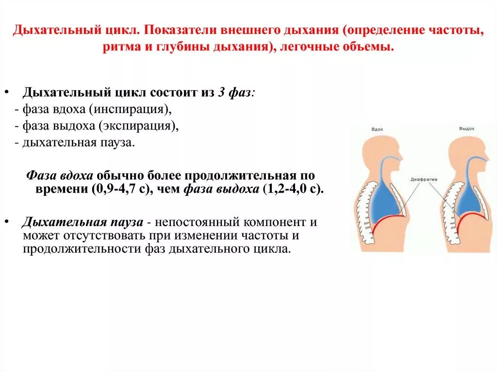 Исследование частоты дыхания человека. Дыхательные объемы и показатели внешнего дыхания. Показатели внешнего дыхания частота ритм глубина. Механизм внешнего дыхания дыхательный цикл. Дыхательный цикл. Показатели внешнего.