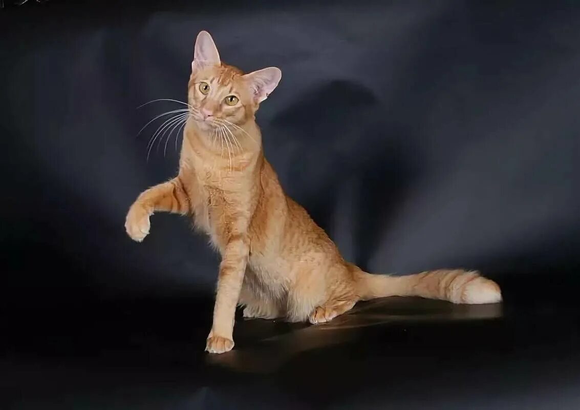 Яванез яванская кошка. Ориентал Яванез рыжая. Яванез рыжий. Яванез (яванская). Породы длинных котов