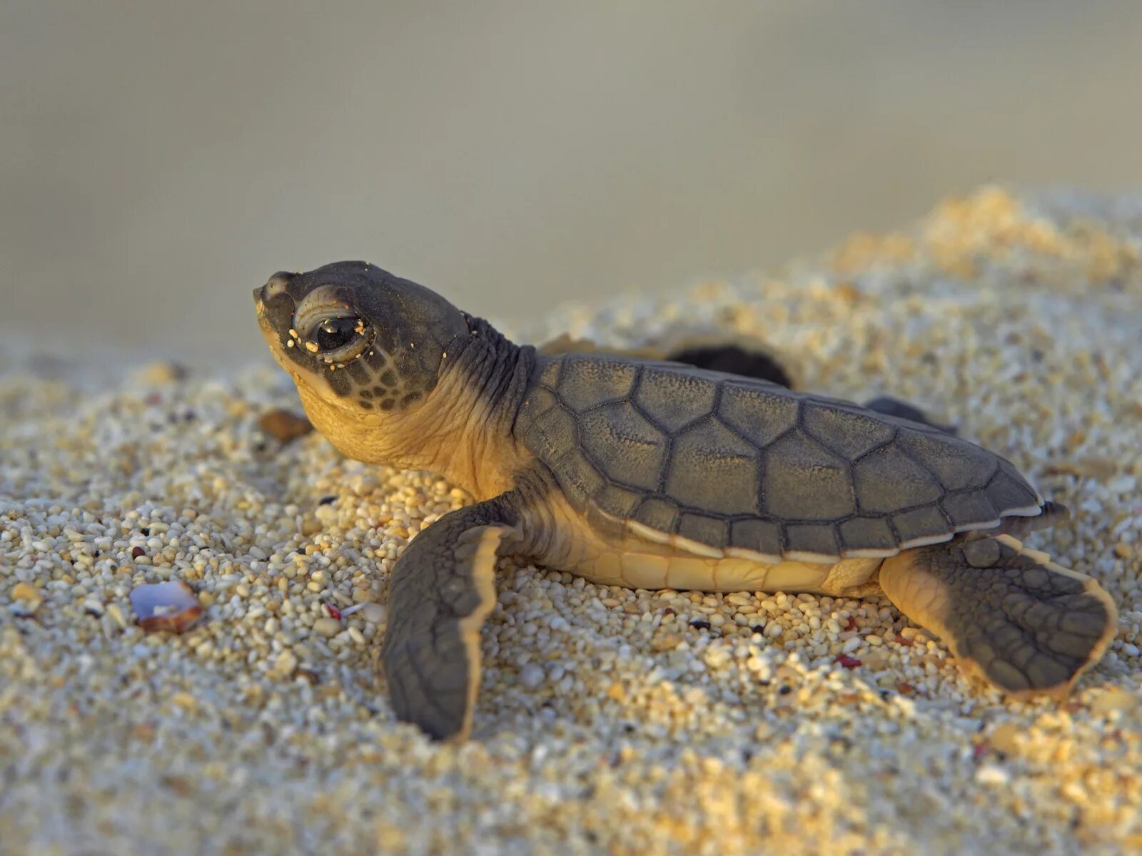 Turtle x. Капская крапчатая черепаха. Капская крапчатая плоская черепаха. Плоскотелая черепаха. Морская черепаха и Черепашата.