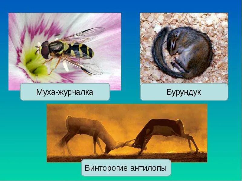 Возникновение адаптаций в результате естественного отбора. Адаптация это в биологии. Адаптации организмов. Биологические адаптации и естественный отбор. Адаптации организмов к условиям обитания.