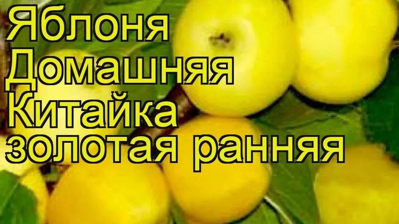 Сорт яблони золотое раннее. Сорт яблони китайка золотая. яблоня китайка золотая ранняя дерево. яблоня мандаринка китайка. яблоня крупноплодная китайка золотая.