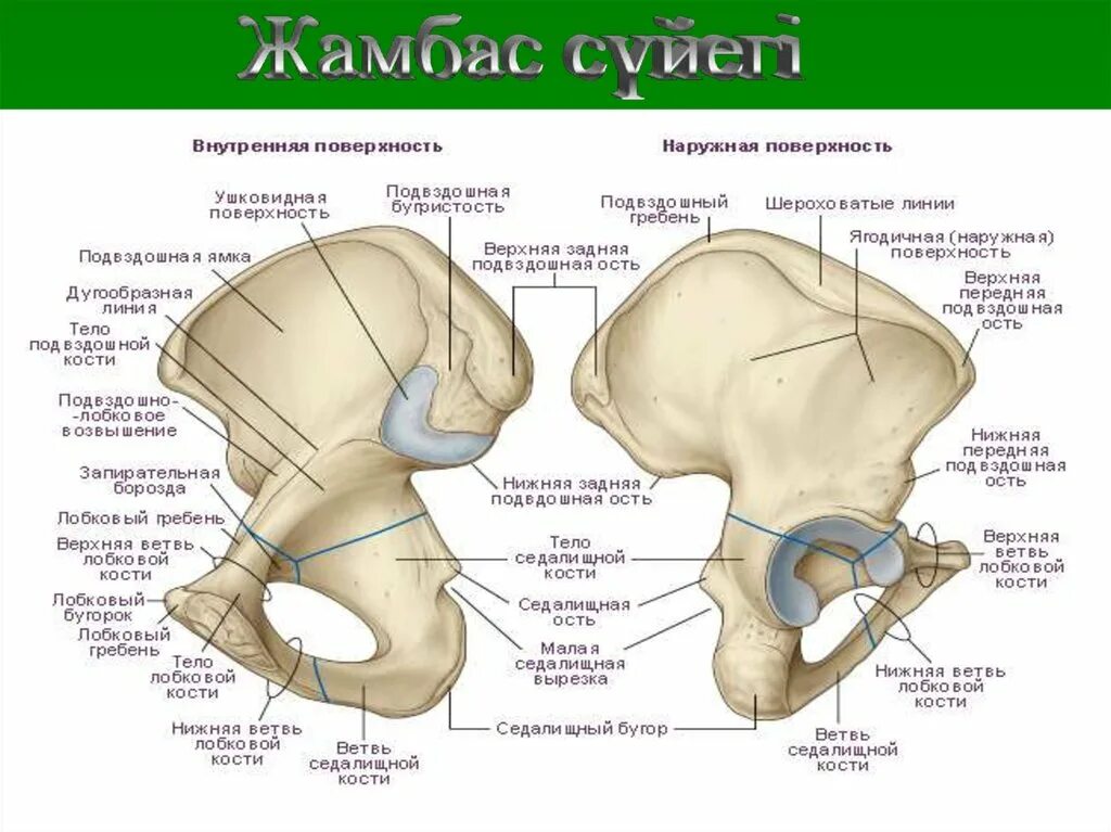 Лонная кость и седалищная кость. Анатомия костей таза лонная кость. Подвздошная седалищная и лобковая кости. Гребень подвздошной кости анатомия.