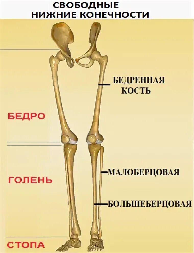 Почему кости легкие. Органические вещества кости придают костям. Особенности скелета человека связанные с прямохождением. Придаёт гладкость костям. Строение скелета руки человека.