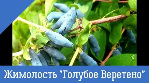 Жимолость веретено описание сорта