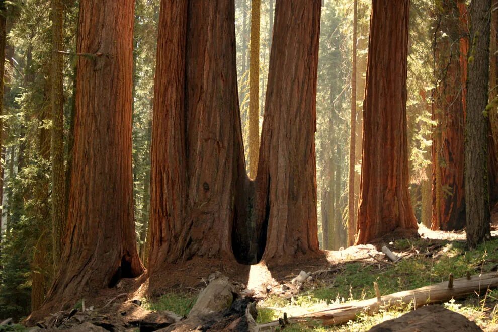 Где растет секвойя на каком. Секвойя дерево. Секвойя и сосна. Sequoia дерево. Секвойя самое высокое дерево.