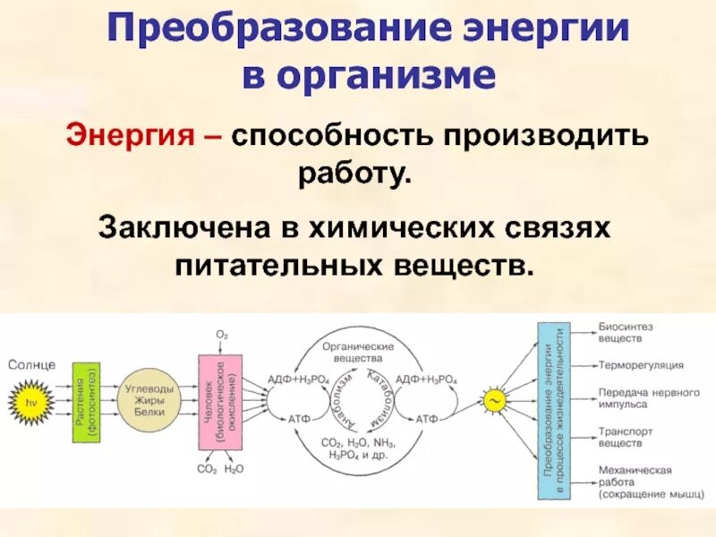Как называется преобразование энергии. Преобразование энергии в организме. схема преобразования энергии. образование энергии в организме. преобразование химической энергии в тепловую.