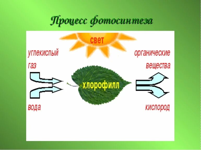 Рисунок фотосинтеза. Процесс фотосинтеза у растений. Схема фотосинтеза у растений. Схема процесса фотосинтеза. Фотосинтез рисунок.
