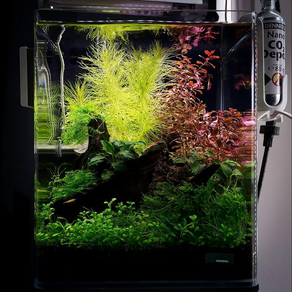 Nano cube. Нано-аквариум dennerle nanocube. аквариум dennerle nanocube 30l. nano cube аквариум dennerle. dennerle nanocube 30 литров.